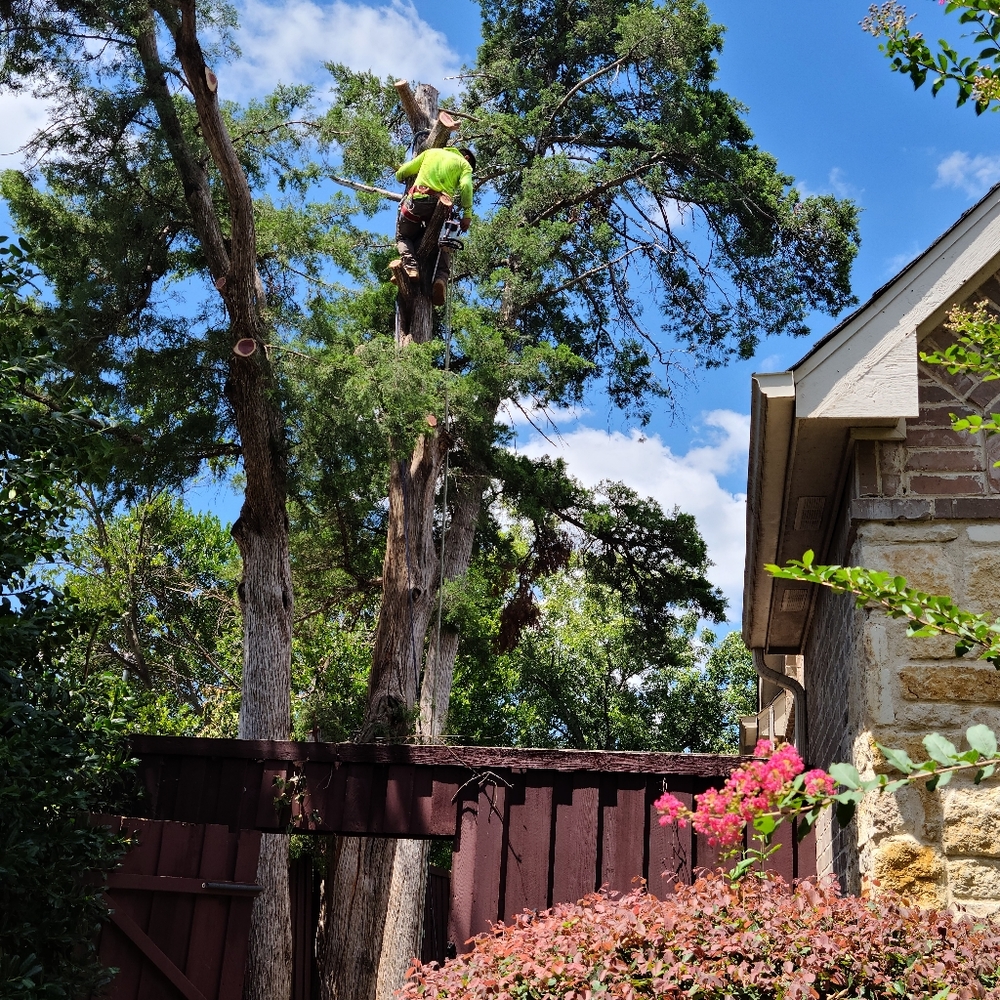 Tree service